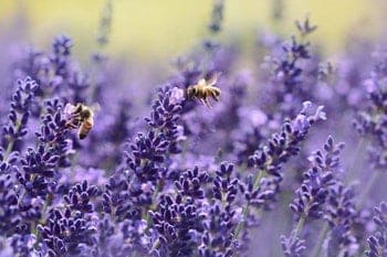 lavendel bloesem grote aantallen