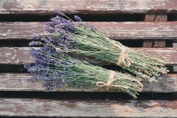 lavendel olie plant