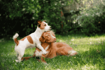 denk altijd goed na over de verantwoordelijkheden van een hond in huis nemen