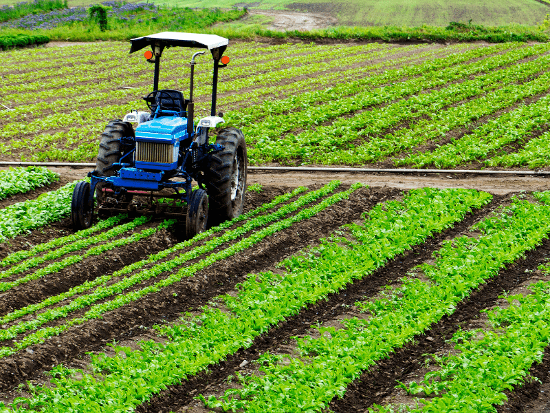 vitamine tekort heeft onder andere te maken met de manier waarop we groenten verbouwen